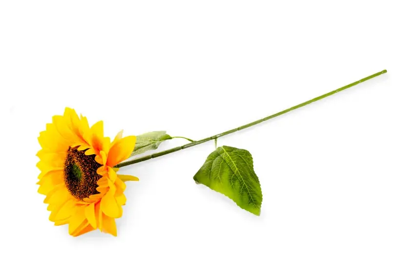 flor---girasol-individual-tallo-gruezo,-largo-64-cm,-corola-17-cm-3028.jpg.webp
