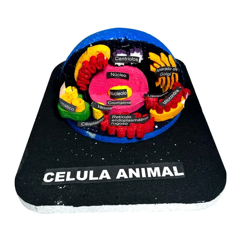 Maqueta de celula en plastoformo, 3D-semi esfericos NEPTUNO 19x24cm