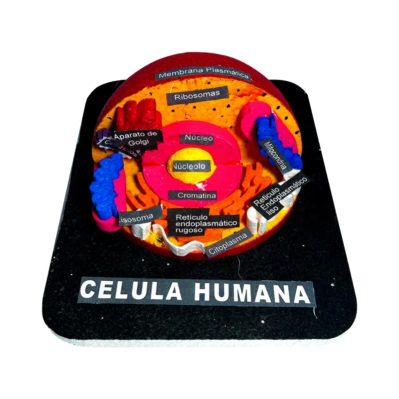 Maqueta en plastoformo semi 3D NEPTUNO 30x40cm